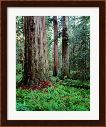 Framed Prairie Creek Redwoods Sp, California Print