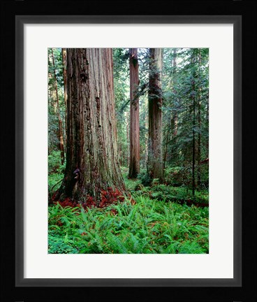 Framed Prairie Creek Redwoods Sp, California Print