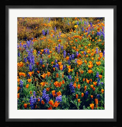 Framed Douglas Lupine And California Poppy In Carrizo Plain National Monument Print