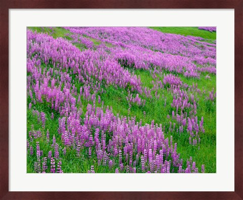 Framed Spring Lupine Meadow In The Bald Hills, California Print