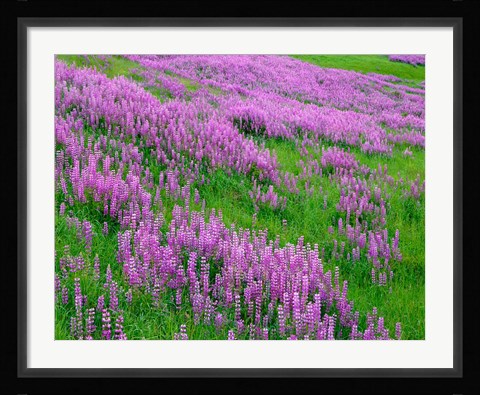 Framed Spring Lupine Meadow In The Bald Hills, California Print