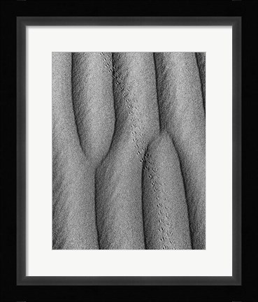 Framed Animal Tracks In The Valley Dunes, California (BW) Print