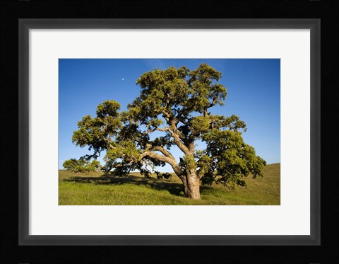 Framed California, Cottonwood Tree Print