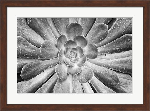 Framed California, Del Mar Succulents After Rain (BW) Print