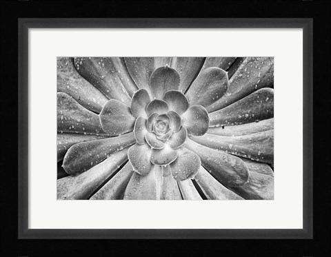 Framed California, Del Mar Succulents After Rain (BW) Print