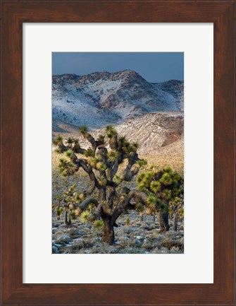Framed Joshua Trees In The Snow Print