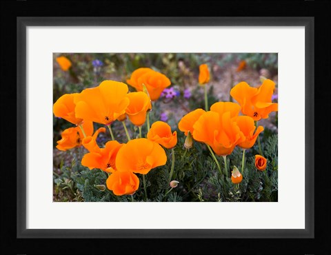 Framed Golden California Poppies In Antelope Valley Print