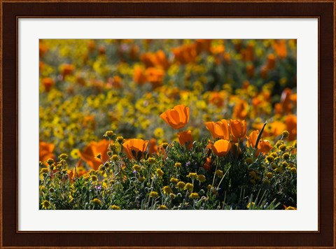 Framed Golden California Poppy Field Print