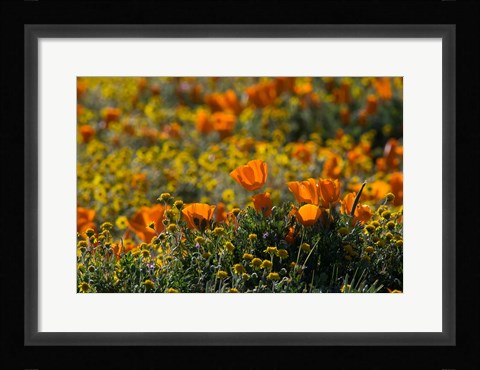 Framed Golden California Poppy Field Print