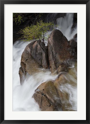 Framed Lone Tree With Waterfall At Cascade Creek Falls Print