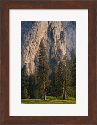 Framed Ponderosa Pines With The Middle Cathedral Spire Print