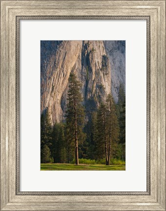 Framed Ponderosa Pines With The Middle Cathedral Spire Print