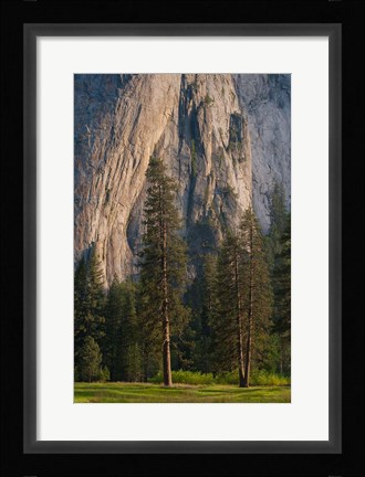 Framed Ponderosa Pines With The Middle Cathedral Spire Print