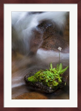 Framed Flowering Fern With A Rushing Stream Print