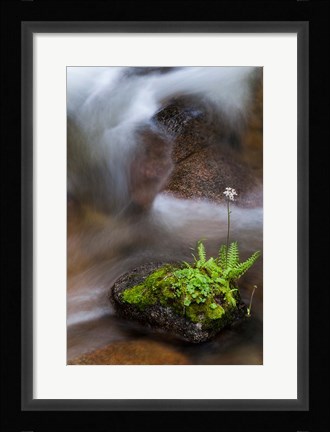 Framed Flowering Fern With A Rushing Stream Print