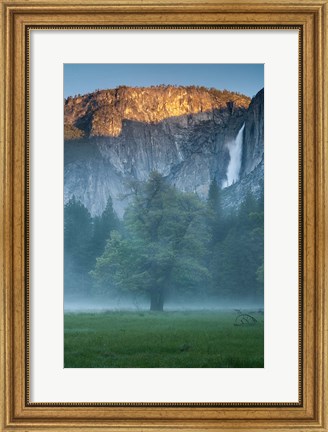 Framed Misty Yosemite Oak Print