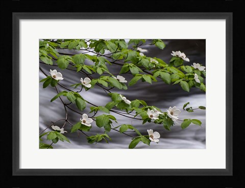 Framed Dogwood Along The Merced River Print