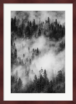 Framed Swirling Forest Mist, Yosemite NP (BW) Print