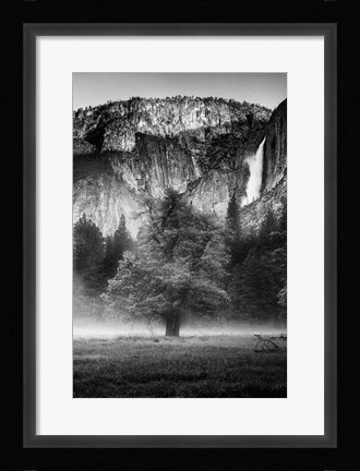 Framed Misty Californian Oak (BW) Print