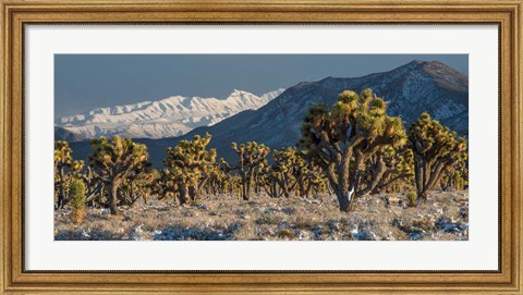 Framed Panoramic View Of Joshua Trees In The Snow Print
