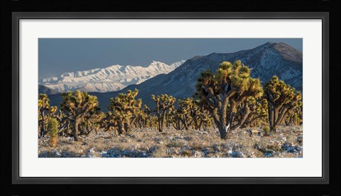 Framed Panoramic View Of Joshua Trees In The Snow Print