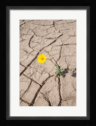Framed Single Flower Around Mud Patterns Print