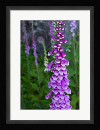 Framed Closeup Of Foxglove Flower Print