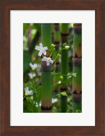 Framed Horse Tail Flowers Print