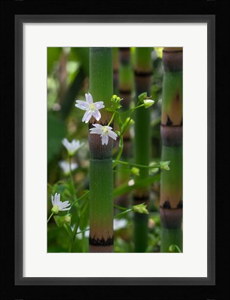 Framed Horse Tail Flowers Print