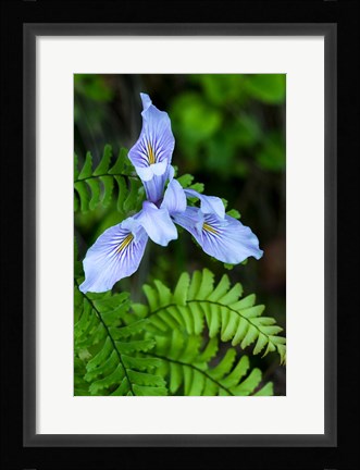 Framed Closeup Of Douglas Iris Print