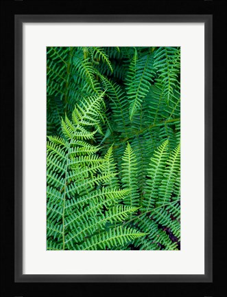 Framed Bracken Fern In Nature Print