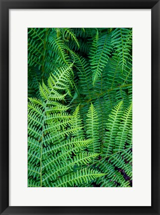 Framed Bracken Fern In Nature Print