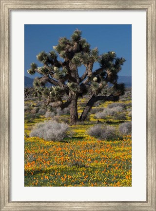 Framed Mojave Desert Joshua Tree Print