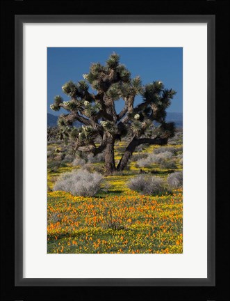 Framed Mojave Desert Joshua Tree Print