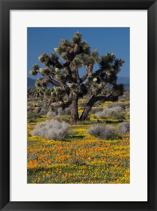 Framed Mojave Desert Joshua Tree Print