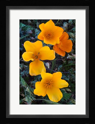 Framed Early Blooming Golden California Poppies Print