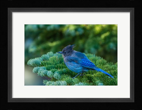 Framed Steller's Jay Perched On A Fir Bough Print