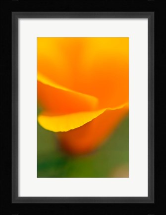Framed Macro Shot Of Golden California Poppy Print