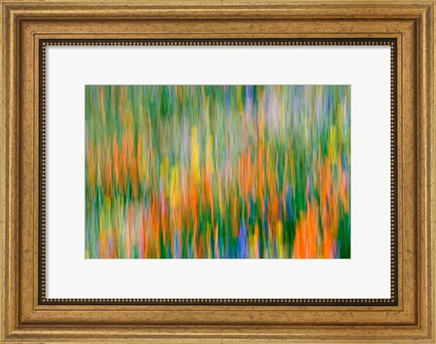 Framed Wildflower Abstraction, Angeles National Forest Print