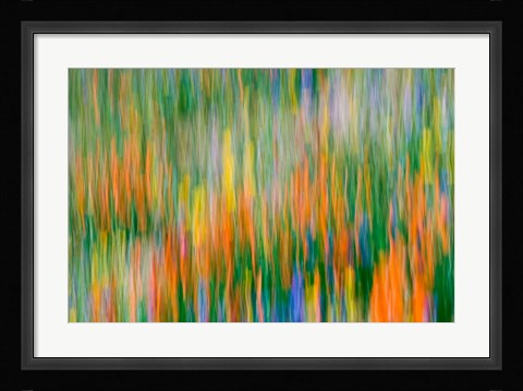 Framed Wildflower Abstraction, Angeles National Forest Print