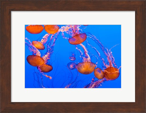 Framed Sea Nettles Dancing At The Monterey Bay Aquarium Print