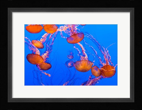 Framed Sea Nettles Dancing At The Monterey Bay Aquarium Print