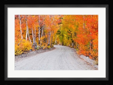 Framed Autumn In The Inyo National Forest Print