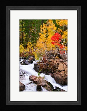 Framed Autumn Along Bishop Creek Print