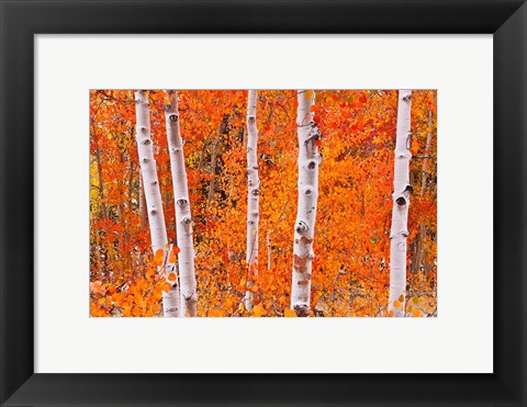 Framed Bright Autumn Aspens Along Bishop Creek Print