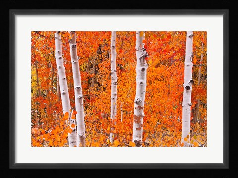 Framed Bright Autumn Aspens Along Bishop Creek Print