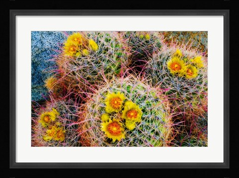 Framed Barrel Cactus In Bloom Print
