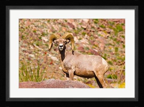 Framed Peninsular Bighorn Sheep Print