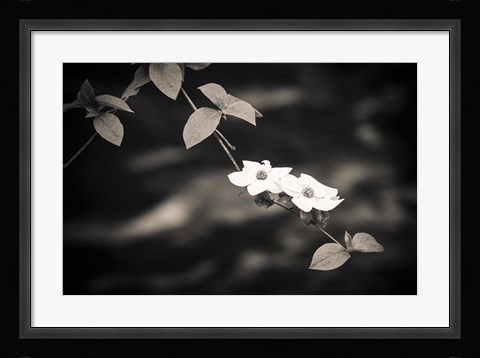 Framed Mountain Dogwood Above The Merced River (BW) Print