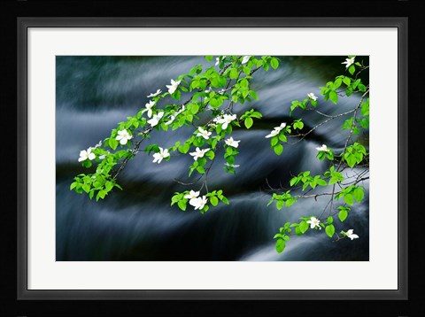 Framed Mountain Dogwood Above The Merced River Print